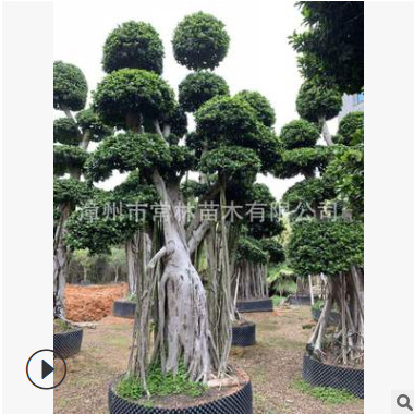 原產批量供應造型小葉榕 榕樹樁頭盆景 行道樹 精品小葉榕