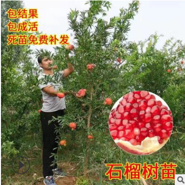 嫁接突尼斯軟籽石榴樹苗特大甜石榴苗南北方庭園種植庭園
