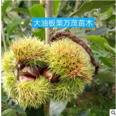 板栗苗基地現挖現發嫁接大紅袍板栗樹苗地栽 南北方種植栗子樹苗