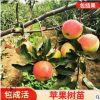 基地批發蘋果樹苗煙富10煙富8系列魯麗全紅新品種中秋王