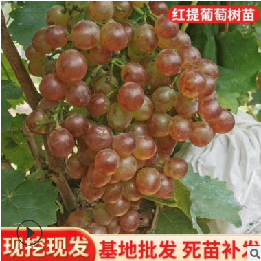 現挖現發金手指葡萄苗 陽光玫瑰嫁接葡萄樹苗 紅提葡萄果樹苗批發