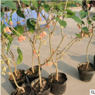 批發嫁接桑葚果樹苗 桑葚苗基地現挖現發 四季果桑大葉苗地栽盆栽