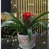 批發盆栽觀花植物 紅掌 綠色植物 小盆栽 四季開花 物美價廉