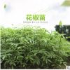 花椒苗 2019年新產品樹苗 花椒 種苗 量大從優 商家直銷