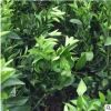 現貨供應香橙粘木的嫁接沃柑苗 優良柑橘沃柑果樹