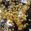 庭院觀花植物臘梅 綠化園林小區臘梅小樹苗 紅梅綠梅黃梅花苗種子