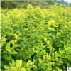 苗圃直銷金葉女貞 金葉女貞小苗 耐寒耐陰庭院裝飾園林植物批發