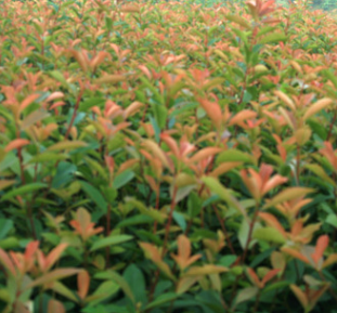 紅葉石楠 紅葉石楠球 高桿石楠 四季常青 綠化彩色苗木批發(fā)銷售