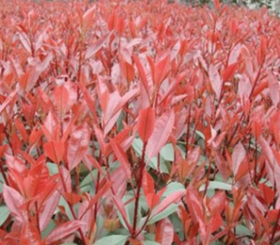 球形紅葉石楠 城市景觀道路工程苗 批發(fā)果樹苗木綠化扦插紅葉石楠