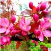 基地直銷 紅寶石海棠 紅葉海棠 高檔花灌木 綠化苗木 規格齊全