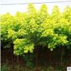 熱銷苗木 金葉復葉槭 彩葉植物 園林綠化工程 新優品種 規格齊全