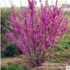 紫荊 觀花植物 獨桿紫荊花 園林綠化工程 規格齊全 價格優惠