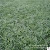 大量批發 麥冬草 小葉麥冬草 四季常青 耐旱 耐陰 耐寒 防風固沙