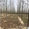 基地直銷 法桐 速生法桐 三球懸鈴木 法國梧桐 懸鈴木 規格齊全