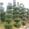 苗圃直銷造型蜀檜 造型龍柏 造型蜀檜價格 造型龍柏價格