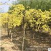 金葉垂槐 造景樹 園林綠化新品種 彩葉苗木 樹姿優美 觀賞價值