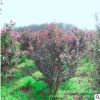 叢生美國紫薇 耐寒耐旱喜陽 花期長 花色美麗 園林綠化 量大價優