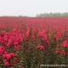 基地直銷 叢生紅葉紫薇 耐寒 耐寒 花期長 花海 園林綠化工程