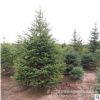 云杉 塔狀松樹 綠化景觀樹 圣誕樹 規格齊全 園林綠化 產地直銷