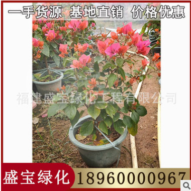 紅色三角梅盆栽 水紅三角梅 同安紅三角梅盆景 庭院園林景觀花卉