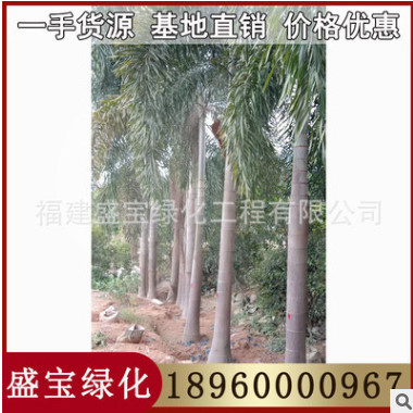 狐尾椰子價格 狐尾椰子報價 農戶直銷 漳州基地批發