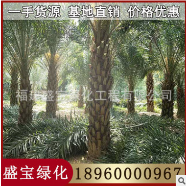 漳州中東海棗基地 銀海棗 各種規格供應 歡迎咨詢