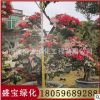 多色嫁接三角梅 一樹多花 各種造型品種批發