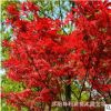 基地直供 日本紅楓美國紅楓 紅楓樹苗盆栽 四季紅紅楓 價格合理