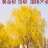金絲垂柳苗黃金柳樹苗美國速生竹柳楊柳樹苗垂柳小苗河邊綠化樹苗