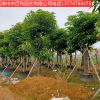 芒果樹綠化工程基地供應(yīng)量大從優(yōu)