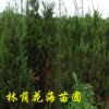苗木基地批發四季常青松柏 松柏樹 松柏苗 規格齊全高速工程綠化