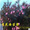 低價直銷綠化苗木花卉植物夾竹桃 規格齊全苗木配送 庭院別墅道路