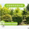 大量供應(yīng)露地球形五角楓 園林工程五角楓球 小區(qū)綠化園林植物