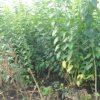 開(kāi)原市天晟花木供應(yīng)叢生園林植物衛(wèi)矛 綠化灌木桃葉衛(wèi)矛 園林植物