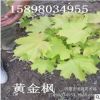 大量供應(yīng)叢生形黃金楓 園林灌木植物彩葉樹(shù)種 東北耐寒樹(shù)種批發(fā)