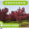 大量供應(yīng)觀花海棠 紅色龍枝形綠化園林用苗 園林灌植物遼寧基地