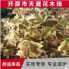 供應(yīng)叢生形黃金楓 挪威槭夏雪綠化灌木園林植物 紅哨兵園藝批發(fā)