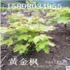 東北基地大量供應(yīng)黃金楓灌木 普洛斯頓黃金楓 園林叢生形灌木植物