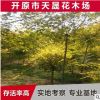 供應(yīng)東北耐寒金葉榆苗木 中華金葉榆彩葉樹(shù)種 園林綠化苗木批發(fā)