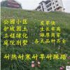 護坡固土邊坡綠化四季常青狗牙根黑麥草高羊茅草坪耐寒耐踐踏庭院