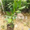 國寶級珍貴植物神秘果樹苗四季變味果盆栽果樹南北方庭院盆栽樹苗