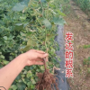 甜蜜藍寶石葡萄樹陽光玫瑰葡萄樹南北庭院種植爬藤大葡萄嫁接果樹