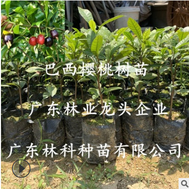 巴西櫻桃樹(shù)苗黑玫瑰大櫻桃苗車(chē)?yán)遄用缗柙躁?yáng)臺(tái)庭院地栽南北方種植