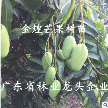 正宗臺(tái)灣金煌芒果樹(shù)苗南北方種植嫁接四季芒金煌芒盆栽地栽芒果苗