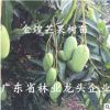 正宗臺(tái)灣金煌芒果樹(shù)苗南北方種植嫁接四季芒金煌芒盆栽地栽芒果苗