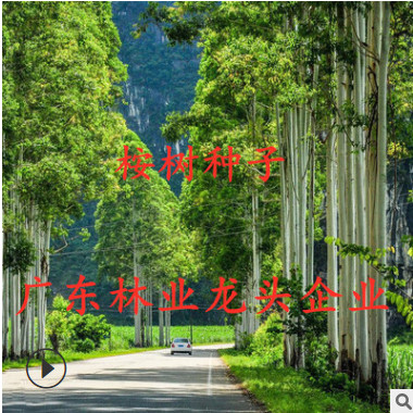 速生桉樹(shù)種子 直桿桉 直桿藍(lán)桉 史密斯桉 銅錢(qián)桉 高端質(zhì)量！！