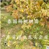 正宗泰國(guó)楊桃樹(shù)苗四季甜楊桃苗楊桃苗嫁接果樹(shù)苗盆景庭院地栽種植