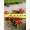 基地直銷自產自銷泰國龍船花盆苗 新加坡龍船花
