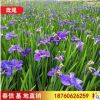 基地直銷自產自銷鳶尾 水生植物 優雅紫鳶尾觀賞植物水生鳶尾植物
