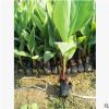 紅花美人蕉 花葉美人蕉 黃花美人蕉 水生植物美人蕉